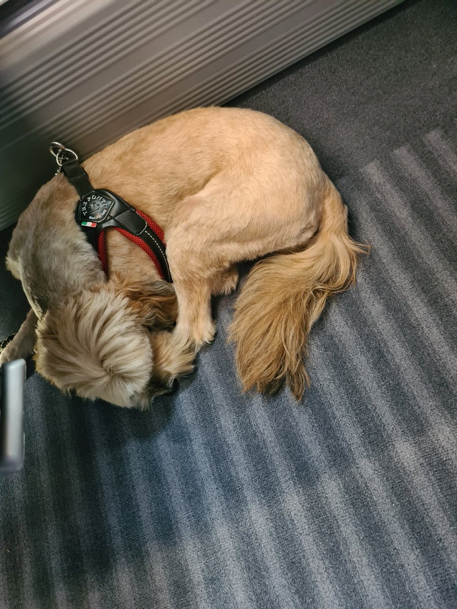 rockebey's tweet photo. Darf ich vorstellen......mein neuer Sitznachbar im ICE #OntheTrainagain 
#dogs #hund #ICE 😁 https://t.co/Mecvea1hKk