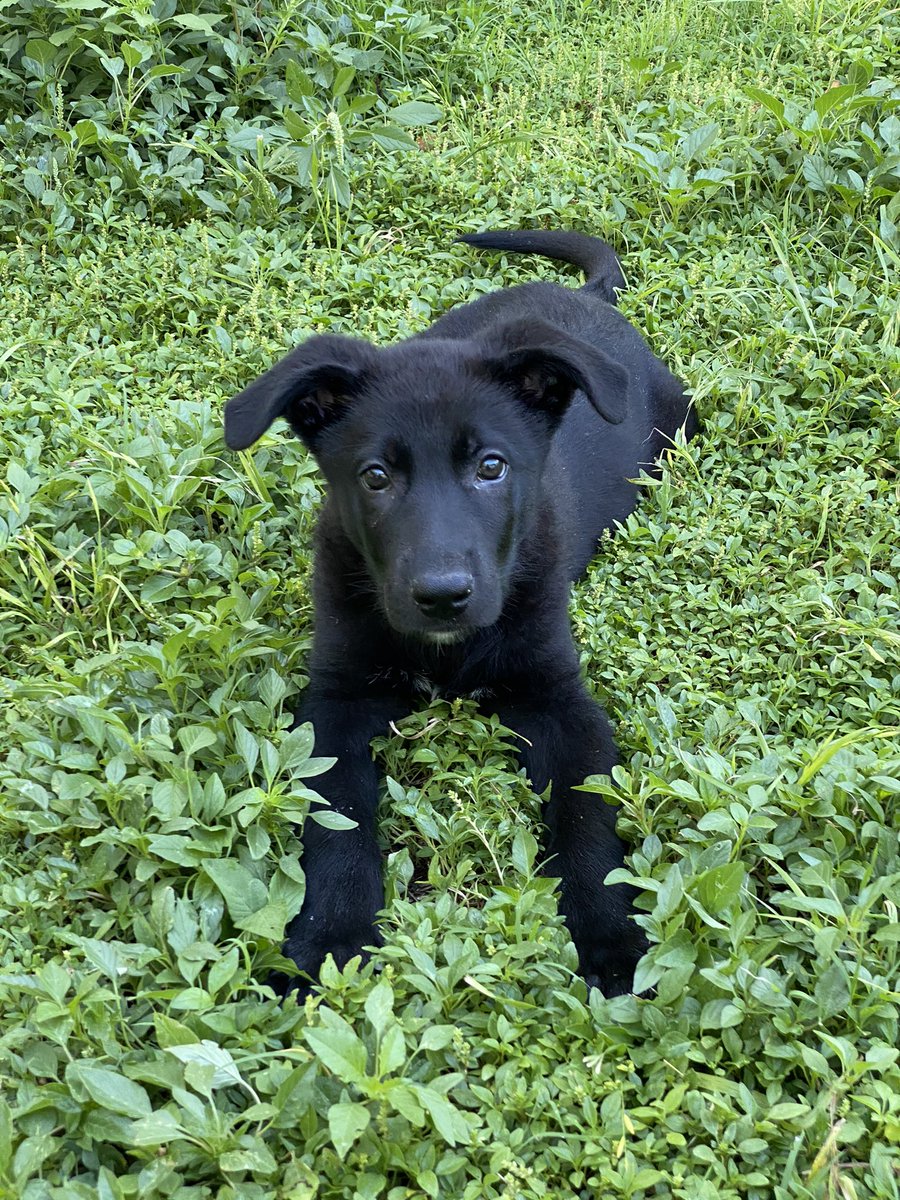 IMayBeReckless's tweet photo. My Little Guy Just Chilling In The Yard. He Looks Sweet, But He’s A Little Devil. 🤣 https://t.co/kZ8z7VG1N2