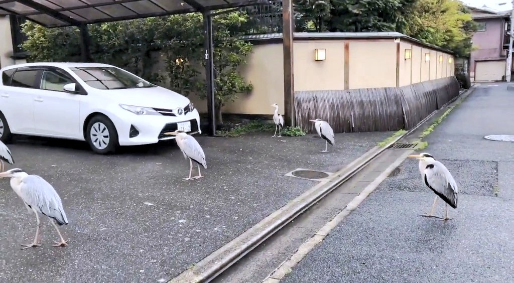 帰って 悪質なサギグループが道路を占拠してた話 あの時助けていただいたサギです Togetter 帰って 悪質なサギグループが道路を占拠してた話 あの時助けていただいたサギです Togetter