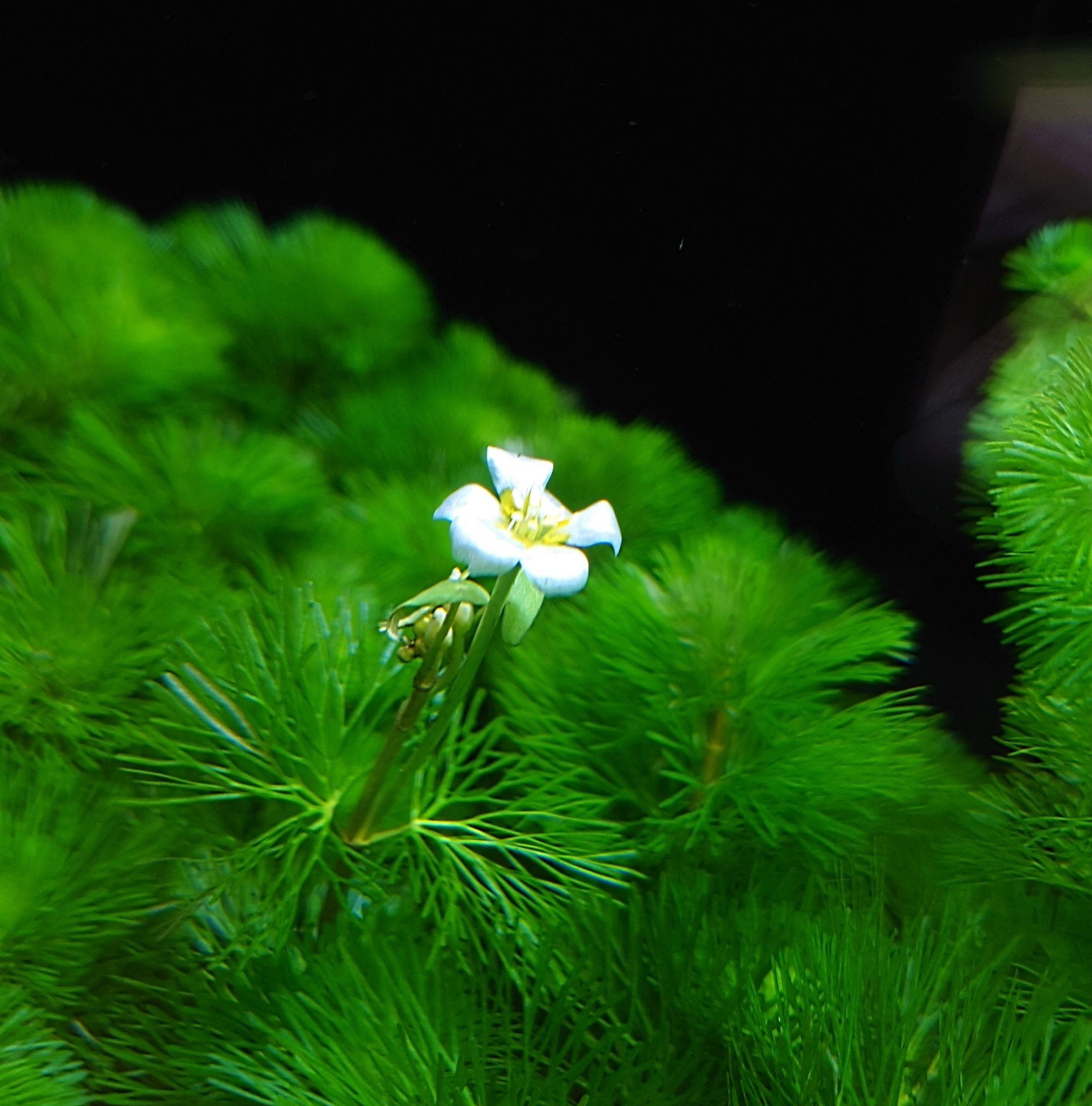 Aqua Mint カボンバの花が咲きました こんなに可愛い花が咲くんですよ アクアミント カボンバ T Co C31yhkw0ut Twitter