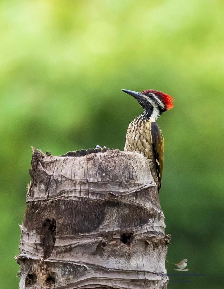 passivelyactive's tweet photo. The only golden-backed woodpecker with a black throat and a black rump… #lessergoldenback the most common woodpecker that can be sighted even in urban cities.
Coco tree trunks are good stopovers for most birds. #indiaves
#SonyAlpha
#BBCWildlifePOTD
#ThePhotoHour
@Avibase https://t.co/C89ScLlL7e