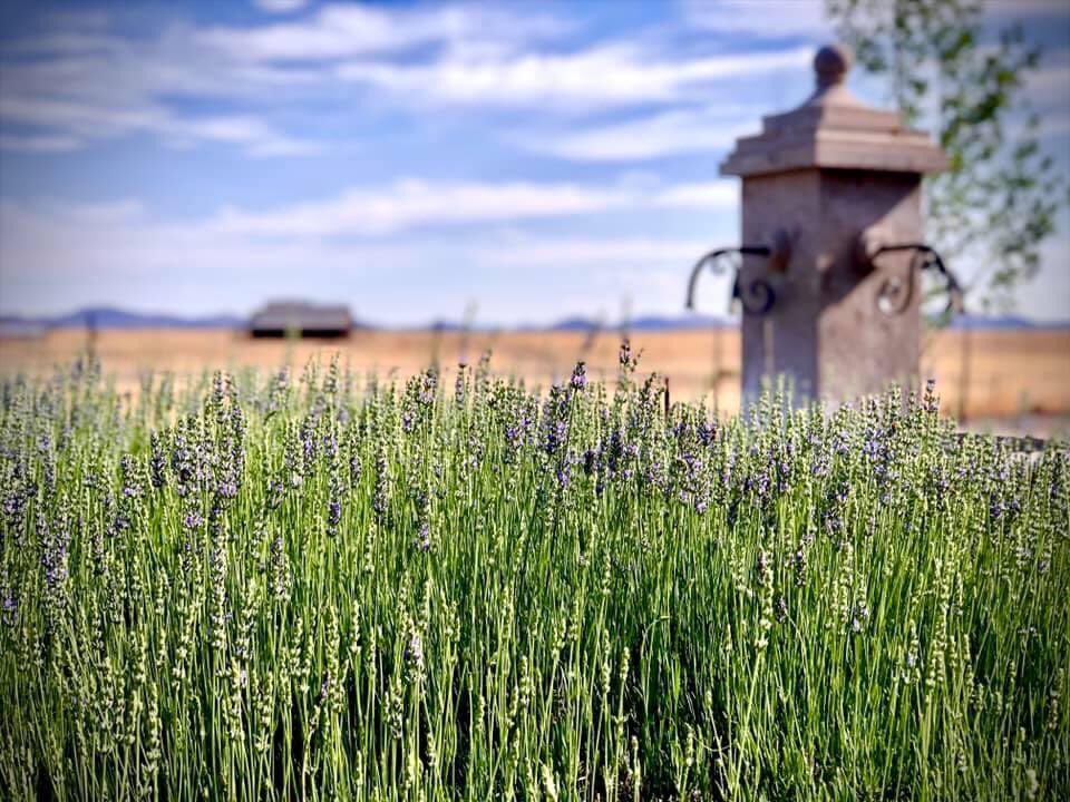Our lavender is in bloom at our winery estate in #ElginAZ. It’s beautiful here, with cooler temps than Tucson &amp; Phoenix, and our venue is a wonderful weekend getaway destination for relaxation, great #azwine and picnics.