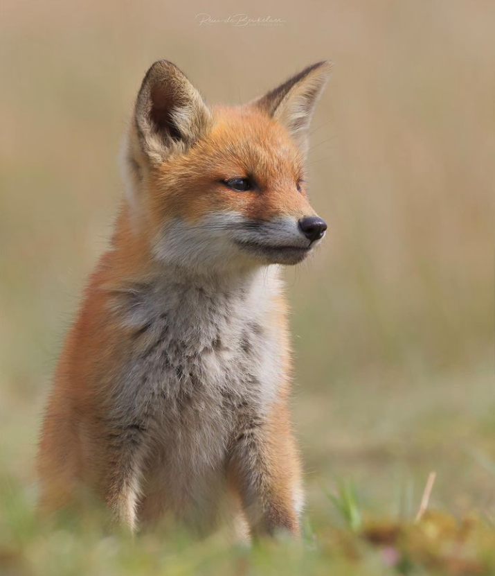 BBC Wildlife on Twitter: BBC Wildlife on Twitter: