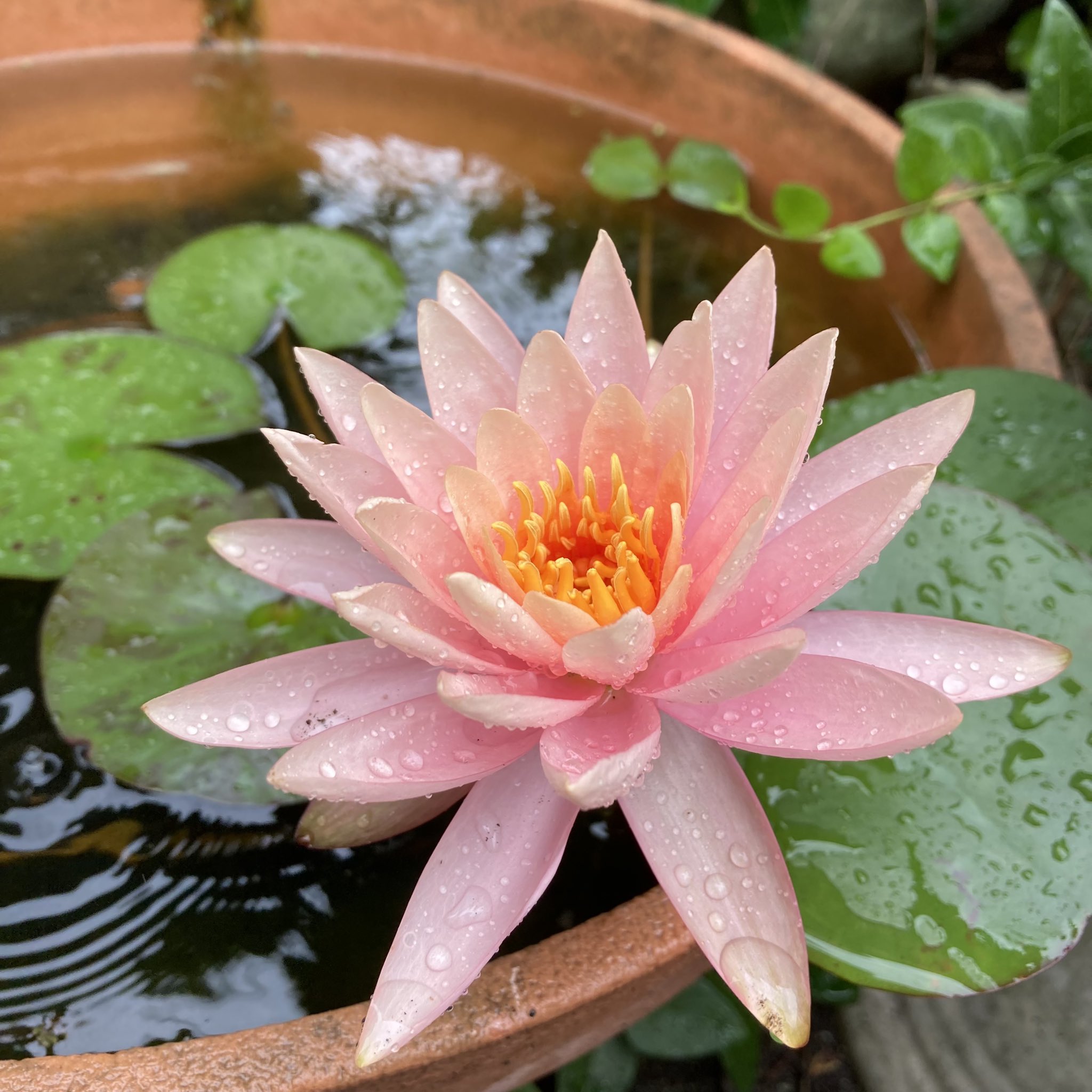 まる 雨に濡れるコロラドの二番花 タン クワンも花芽が上がって来ています スイレン 温帯性スイレン 睡蓮 温帯性 睡蓮 ビオトープ ビオトープガーデン ガーデニング T Co Zwu84uduxc Twitter