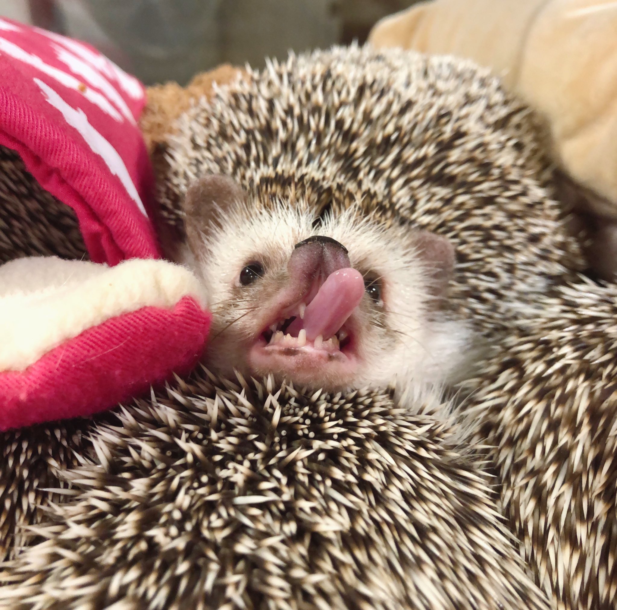 ハリネズミカフェ 原宿駅前店 A Twitter When They Yawn They Put Their Tongue Out あくびの舌をにょろっと出した瞬間 テラスちゃんは見つめてくるタイミングでカメラを構えると 豪快なあくびをしてくれることが多いです つややかな舌