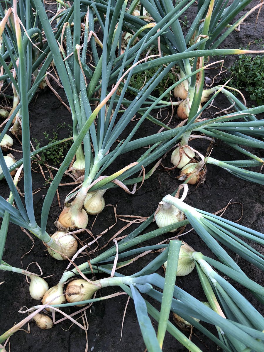 Nog een weekje #Shakespeare  #uien #oogst2021 <a href="/FranjeOnions/">FranjeOnions</a>