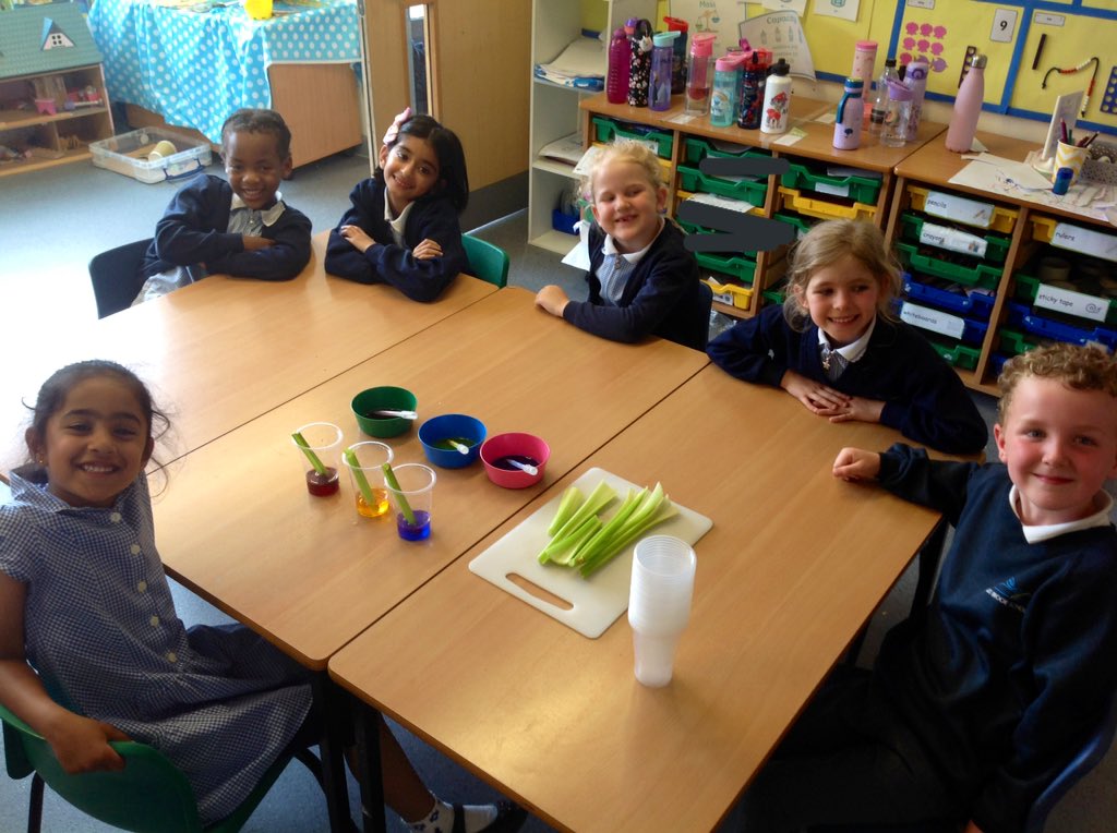 GBS_Grasshopper's tweet photo. We had a great time investigating and predicting what would happen to our celery sticks once we added food colouring to the water...watch this space! #gbs4science https://t.co/4wJYW2SNyt