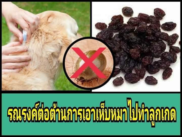 กุรับอันนี้ไม่ได้สุดละ ตั้งแต่เจอมา ลูกเกดถูกบู้บี้ขั้นรุนแรง สมาพันธ์ลูกเกดแห่งชาติ ไม่สามารถนิ่งเฉยได้แล้ว