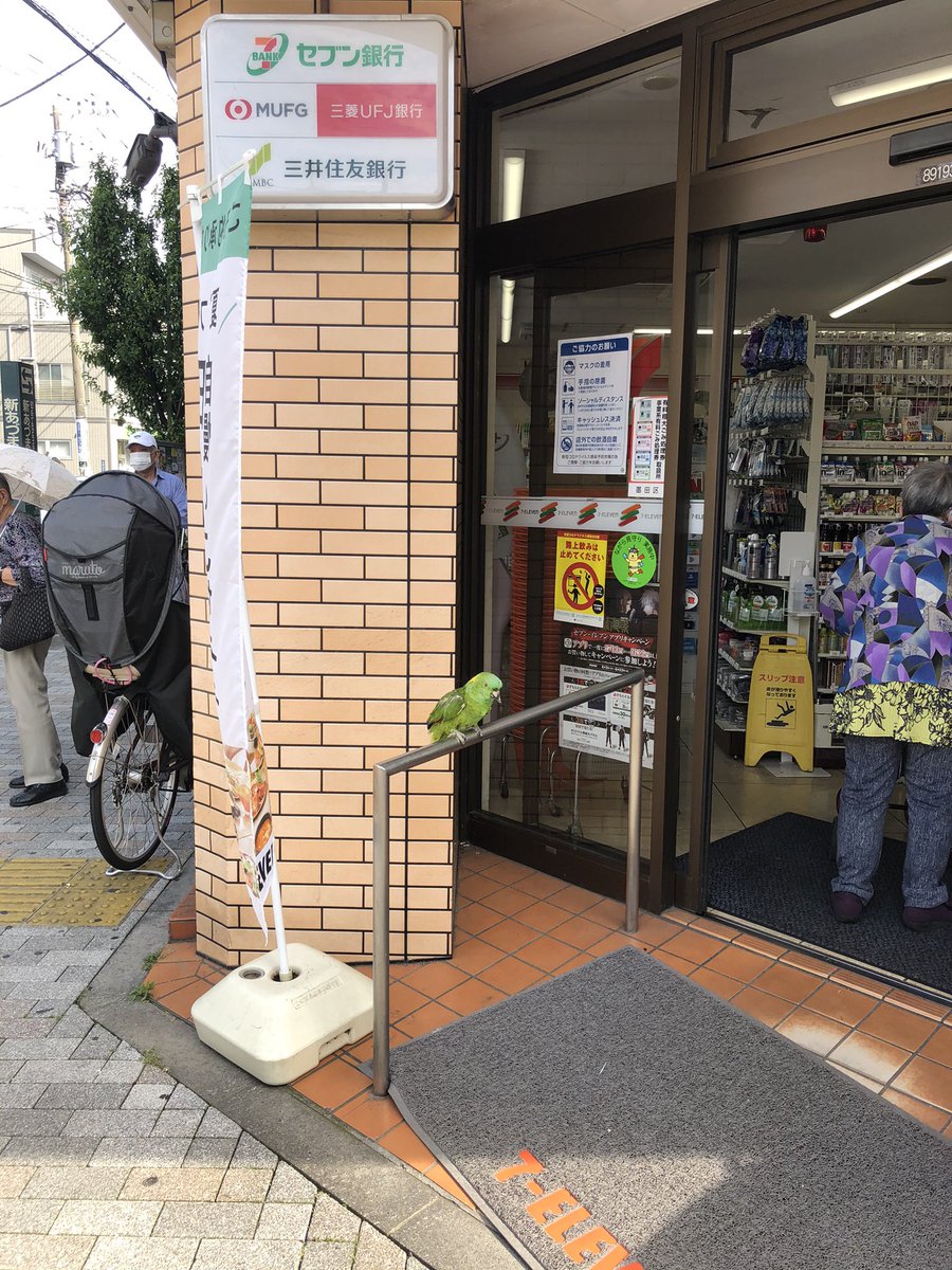 ttwrssg25's tweet photo. 墨田区のセブンイレブンにオウム？が居るんだけど、、、
逃げ出した？？飼い主は何処に居るのか。。 https://t.co/riZOAVGkZp