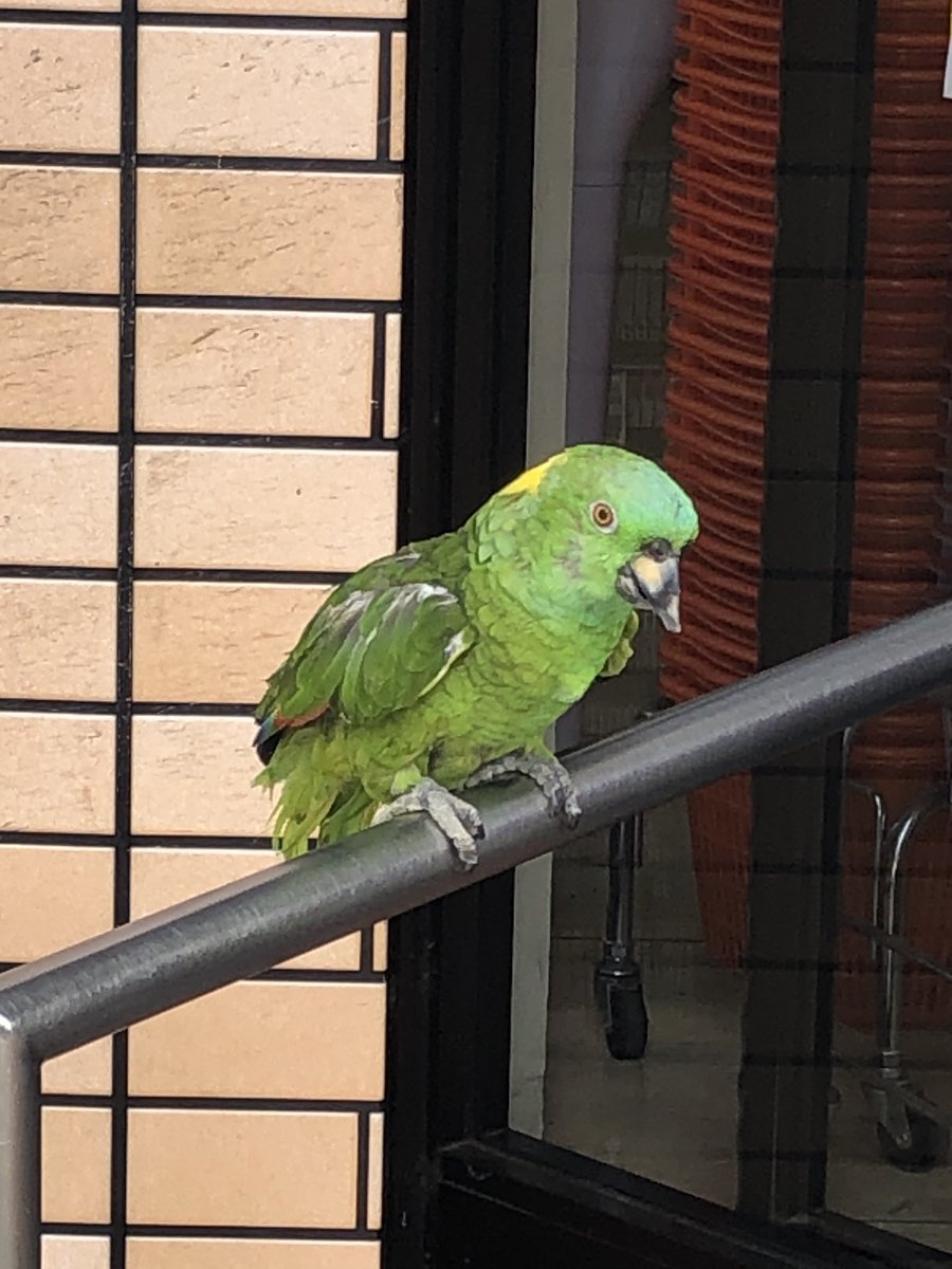 ttwrssg25's tweet photo. 墨田区のセブンイレブンにオウム？が居るんだけど、、、
逃げ出した？？飼い主は何処に居るのか。。 https://t.co/riZOAVGkZp