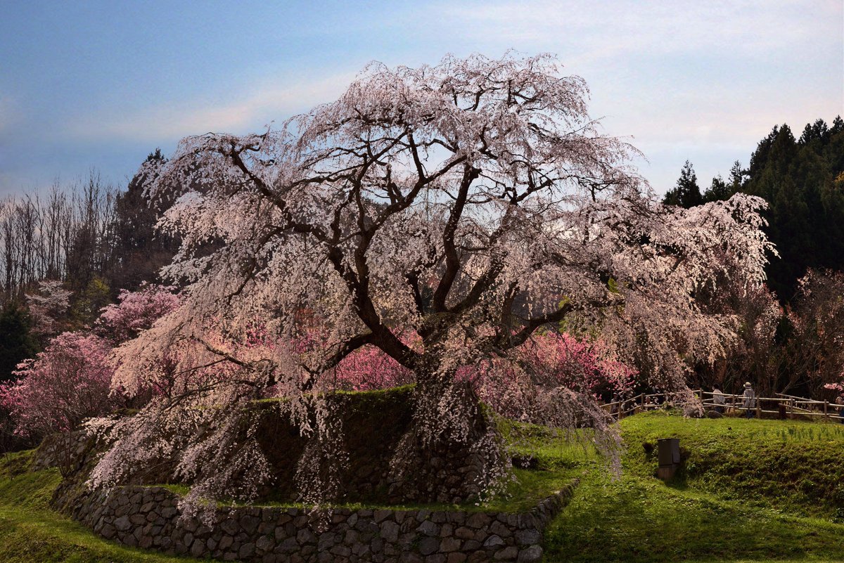 piyo_piyo_picot's tweet photo. 日本🇯🇵奈良の又兵衛桜
#旅行好きな人と繋がりたい
#写真好きな人と繋がりたい
#写真撮ってる人と繋がりたい
#国内旅行
#奈良
#宇陀市
#又兵衛桜
#枝垂れ桜
#Japan
#Nara
#Uda-city
#Weeping cherry tree
#Matabei Sakura
#Cherry blossoms
#travel
#trip
#travelphotography https://t.co/SKwykYZ0LJ