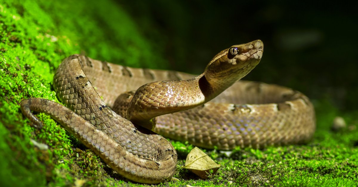 Friday Fun Fact - Snakes can help predict earthquakes. They can sense a coming earthquake from 75 miles away (121km), up to five days before it happens.