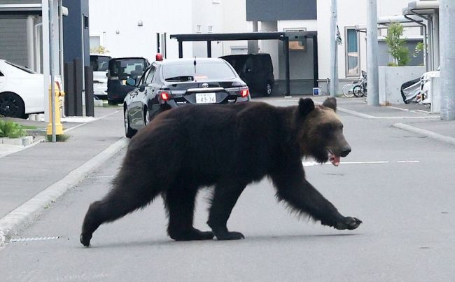 体重は推定400キロ 北海道を震撼させる超巨大ヒグマ Oso18 その恐るべき実態 Imishin Jp