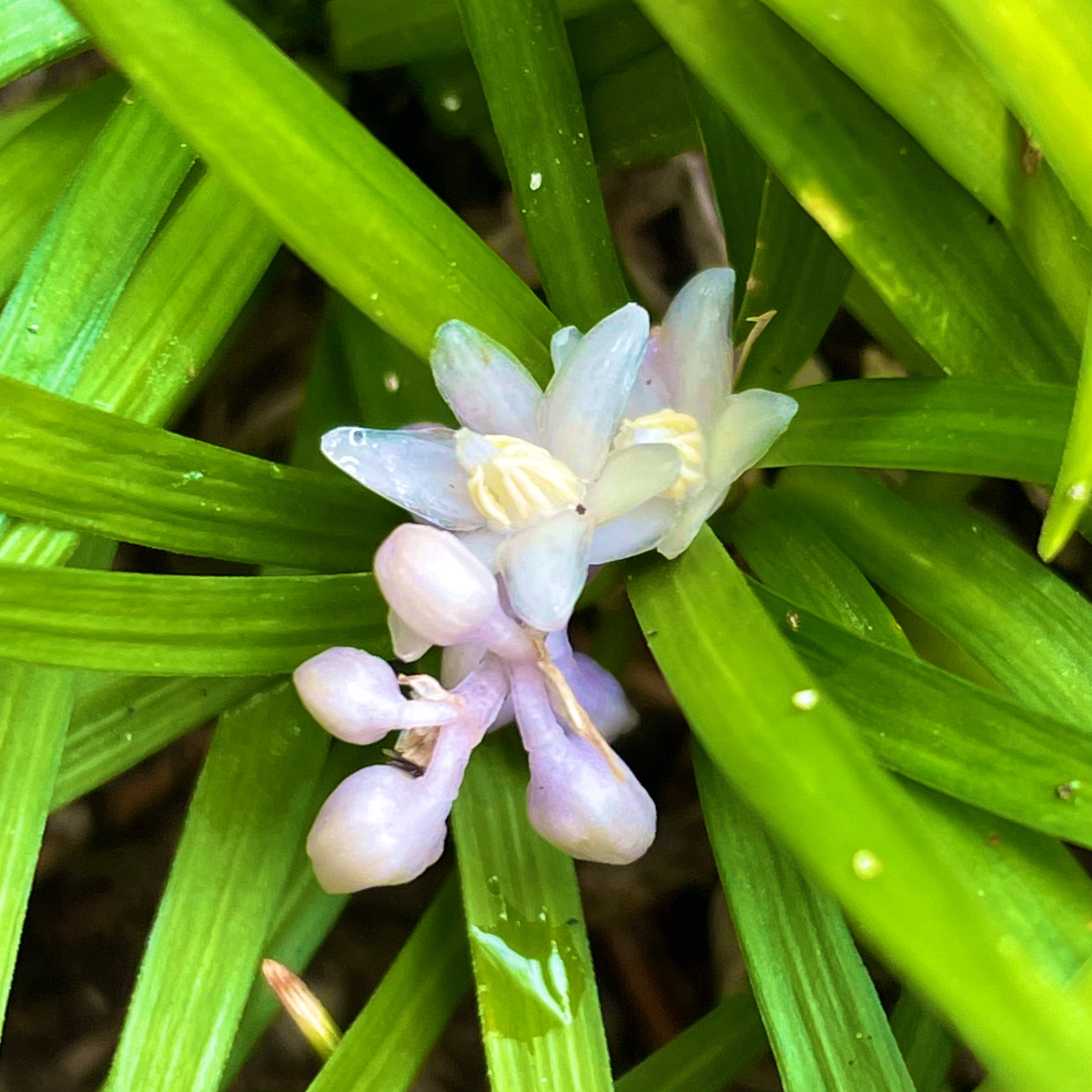 تويتر Akanekomie على تويتر 今年はタマリュウの花が満開 たくさん実がなるといいな 観賞用 ボストンテリア リュウノヒゲ T Co Mvj2rtxyen