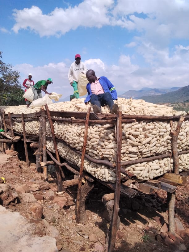 mufarowangu2's tweet photo. FOR the farmer to protect his or her yield, there must be an understanding of the key threats to a harvest from the harvesting, transporting, drying, processing the harvested grain or crop by grading, packaging and storage standards.@MoLAFWRR_Zim @basera_john @GreenHope_agro https://t.co/UfVOB1A2JU