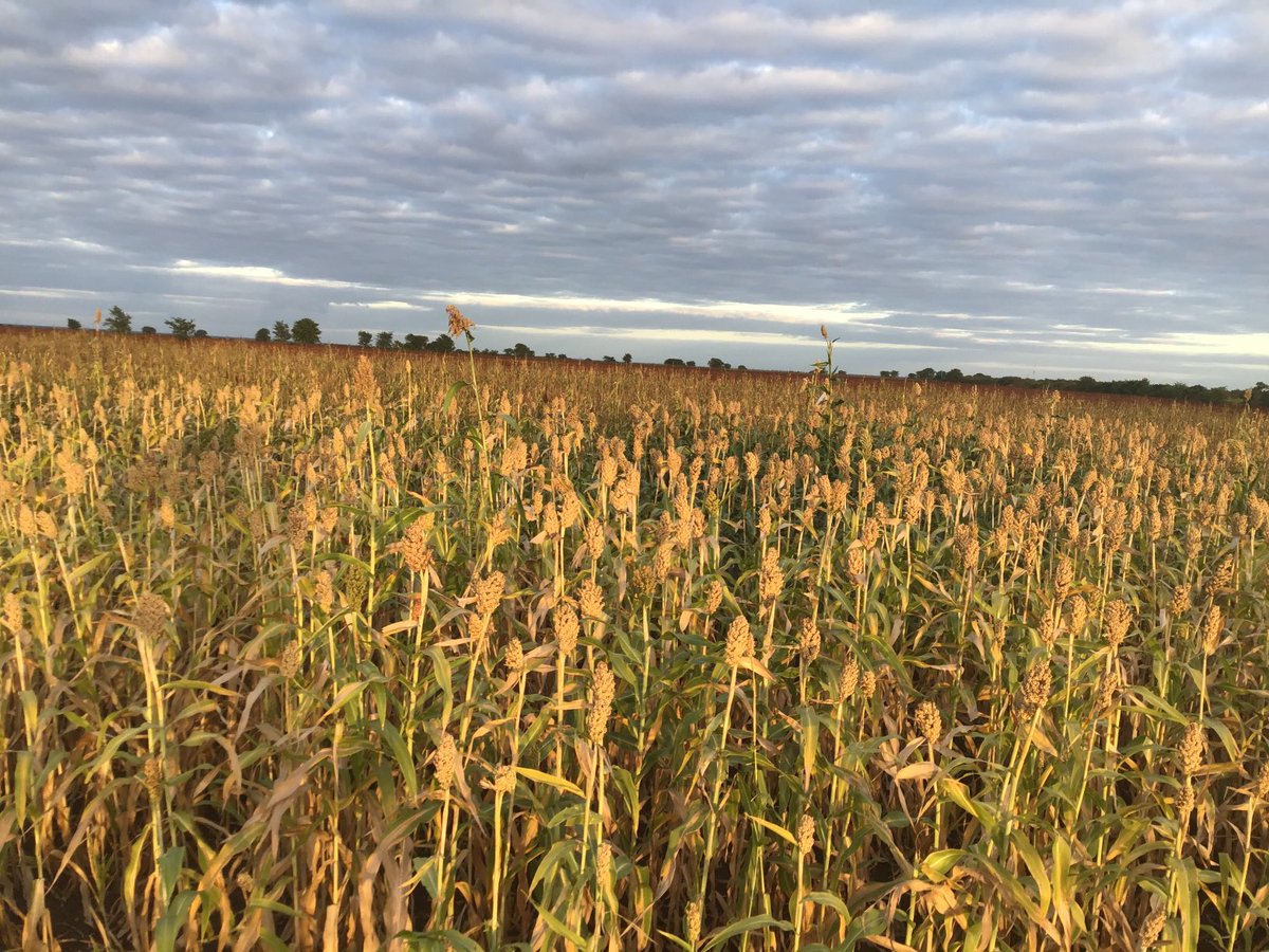 FOR the farmer to protect his or her yield, there must be an understanding of the key threats to a harvest from the harvesting, transporting, drying, processing the harvested grain or crop by grading, packaging and storage standards.@MoLAFWRR_Zim <a href="/basera_john/">John Basera</a> <a href="/GreenHope_agro/">GreenHope Seedlings</a>