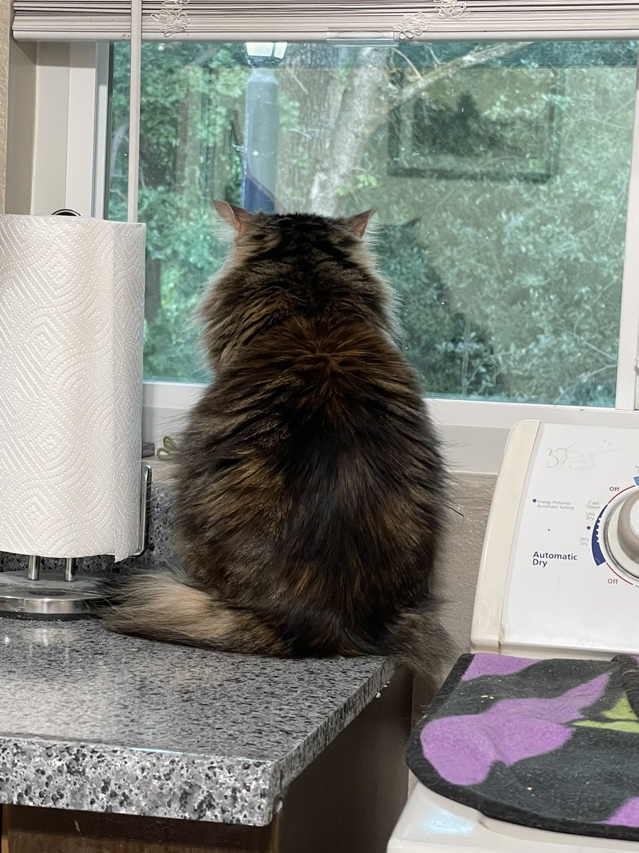 GamerAtticus's tweet photo. An stoner list of the reasons I love my cat. A thread: She sits everywhere like this. https://t.co/Dz1msSlpCD