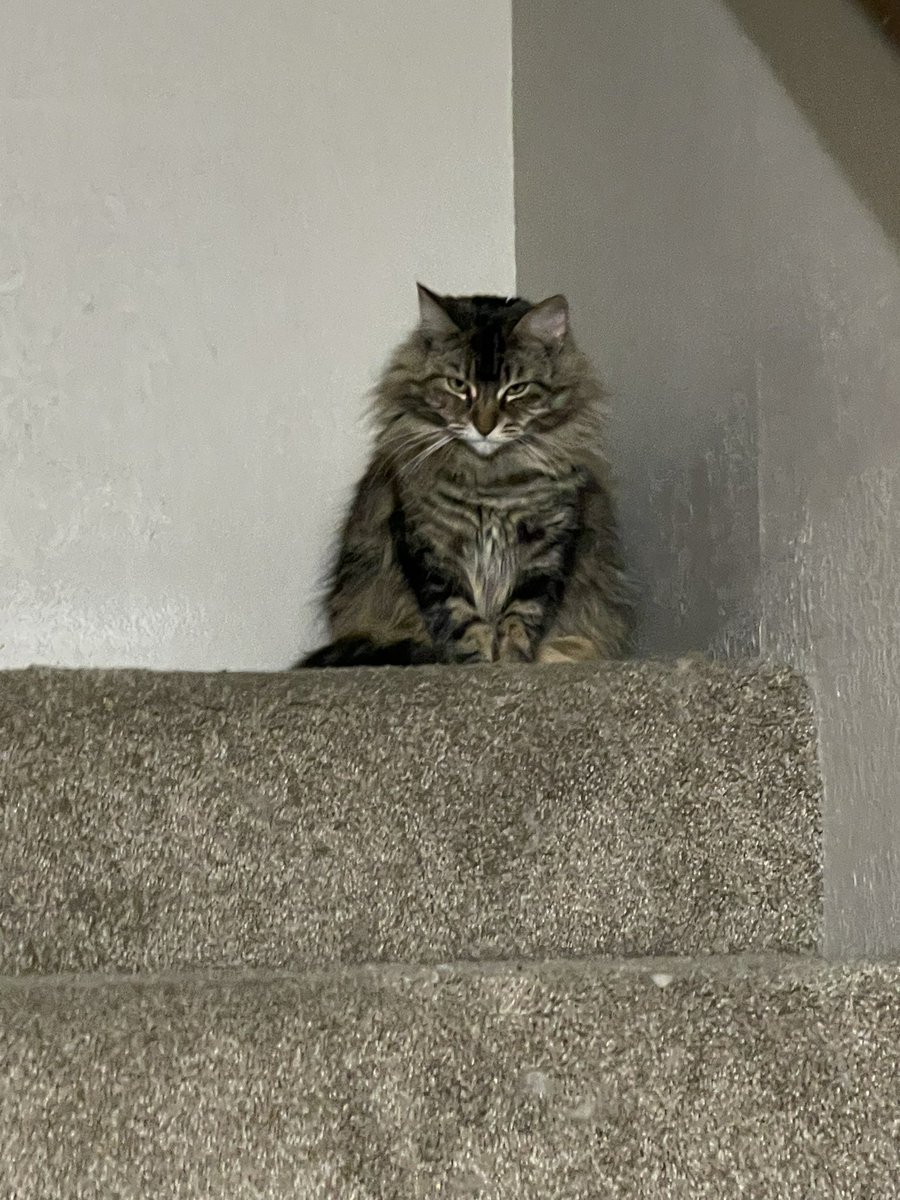 GamerAtticus's tweet photo. An stoner list of the reasons I love my cat. A thread: She sits everywhere like this. https://t.co/Dz1msSlpCD