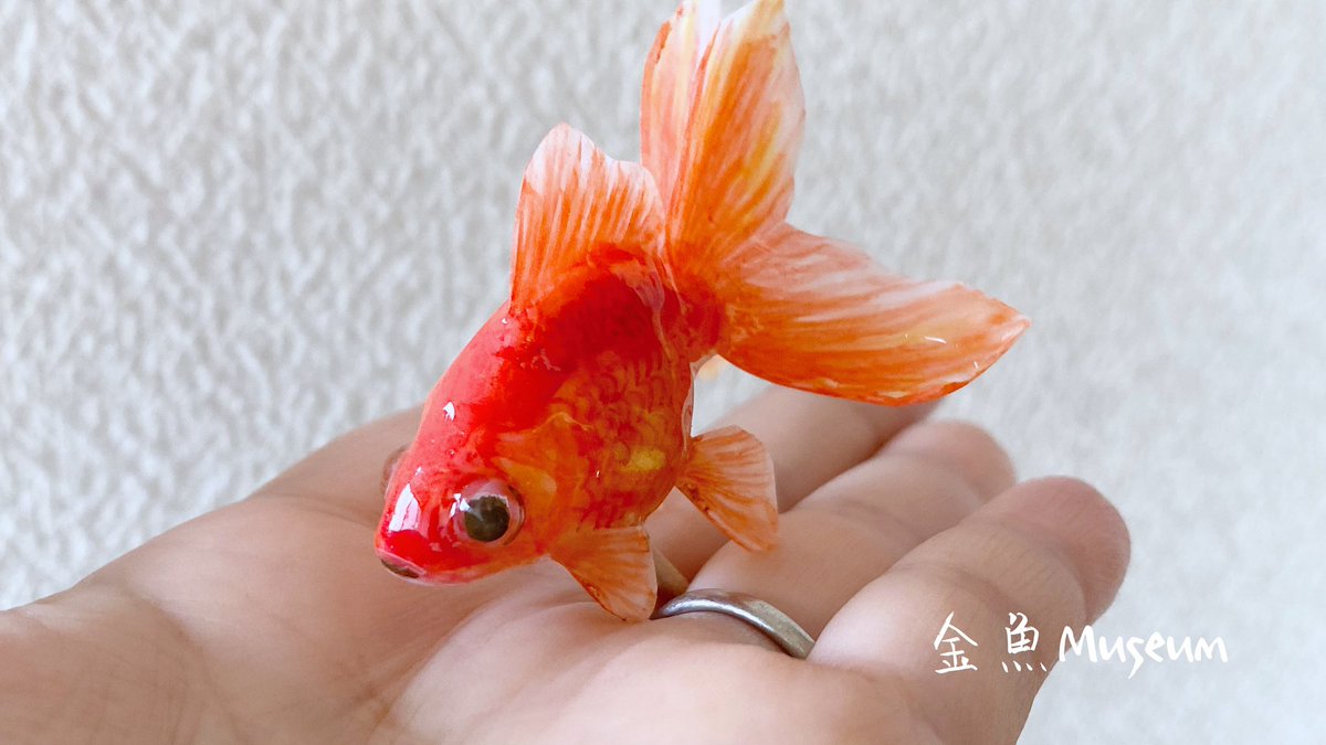 ট ইট র ジュン おうち金魚 金魚museumさんこんばんは お祭りで売ってる飴みたい 美味しそう ট ইট র ジュン おうち金魚 金魚museumさんこんばんは お祭りで売ってる飴みたい 美味しそう