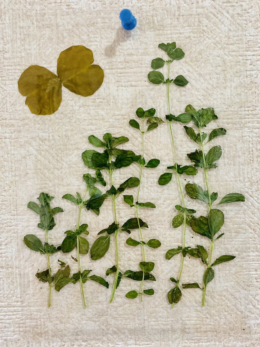 ペニーロイヤルミント Twitter Search