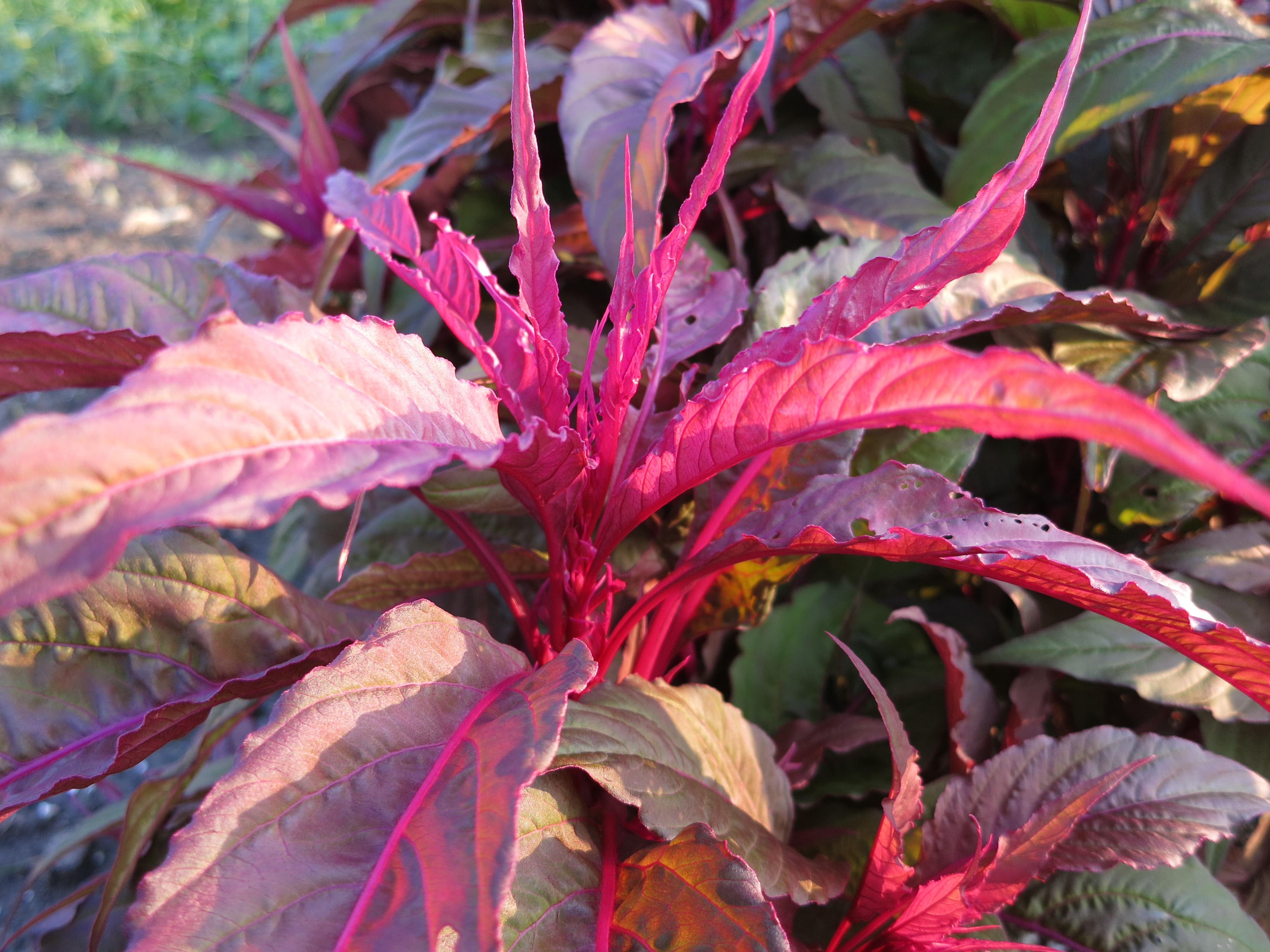 みやざきの景観づくり 宮崎市景観課 宮崎市版365日誕生花 ８月2日の宮崎市版誕生花は ハゲイトウ です 花が咲くケイトウに対して 葉を観賞することにちなむ 属は異なる 花言葉は 純愛 誕生花 花言葉 ハゲイトウ T Co