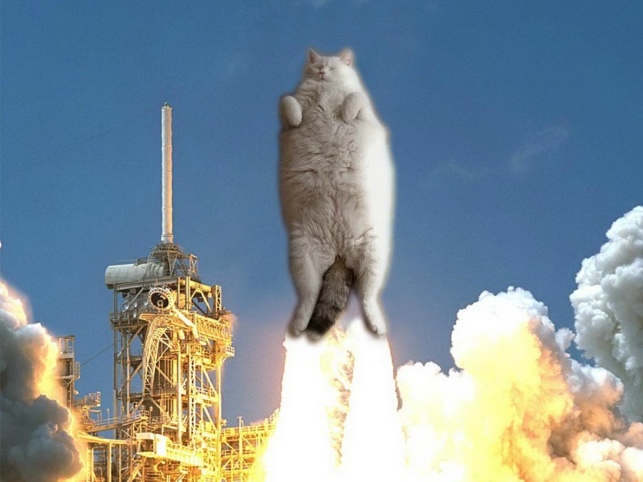 laskova_anna's tweet image. Сalmly to the stars #YourWildestMemes