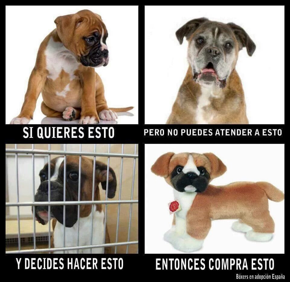 Una imagen vale más que mil palabras

📸de tus🐶🐱🐉 bien atendidos👇🏽