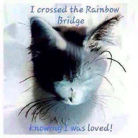 @theAleppoCatman You did everything you could… she knew love and TLC before crossing 🌈
Thnl you for looking after this girl 💕🐾🙏🏻