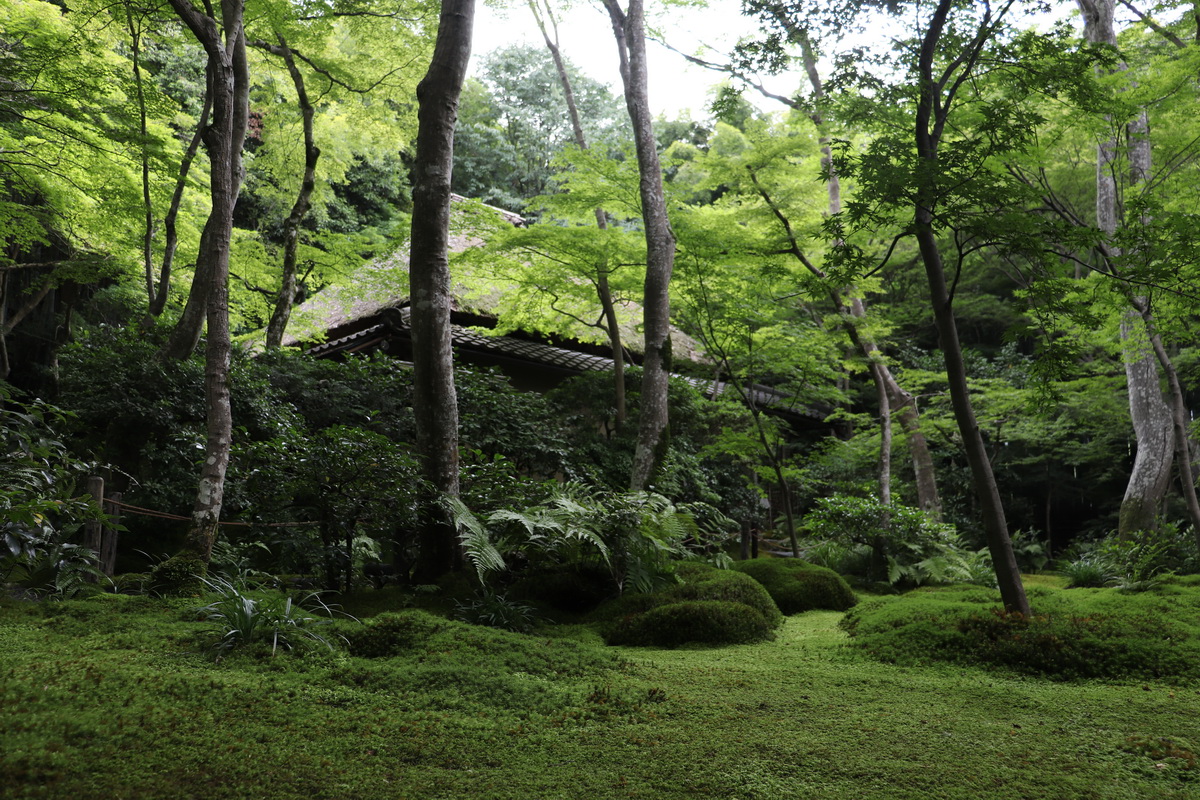 祇王寺 祇王寺花手水 赤紫のアジサイを添えてみました 夕方の苔庭は しっとりとしていて水音だけが聞こえ静かです 草庵前にあるホオズキの白い花が一輪咲きました T Co Mfpyn1sgiq Twitter