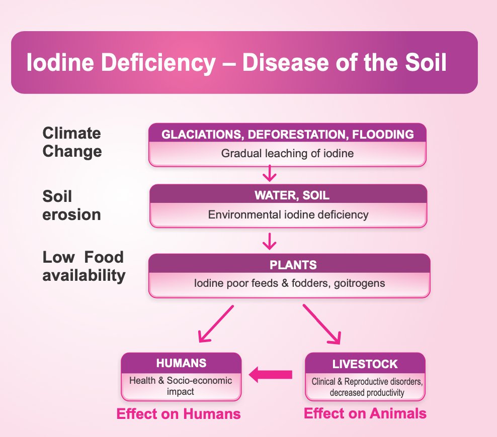 IcciddI's tweet photo. #IDDs occur when the soil is poor in iodine, causing a low concentration in food grown and insufficient iodine intake in the population.

#DYKIodine #POSHANAbhiyaan #Salt #Iodine #health #nutrition 

@_deshkanamak @iodineglobal @UNICEFIndia https://t.co/3khVFamLbi