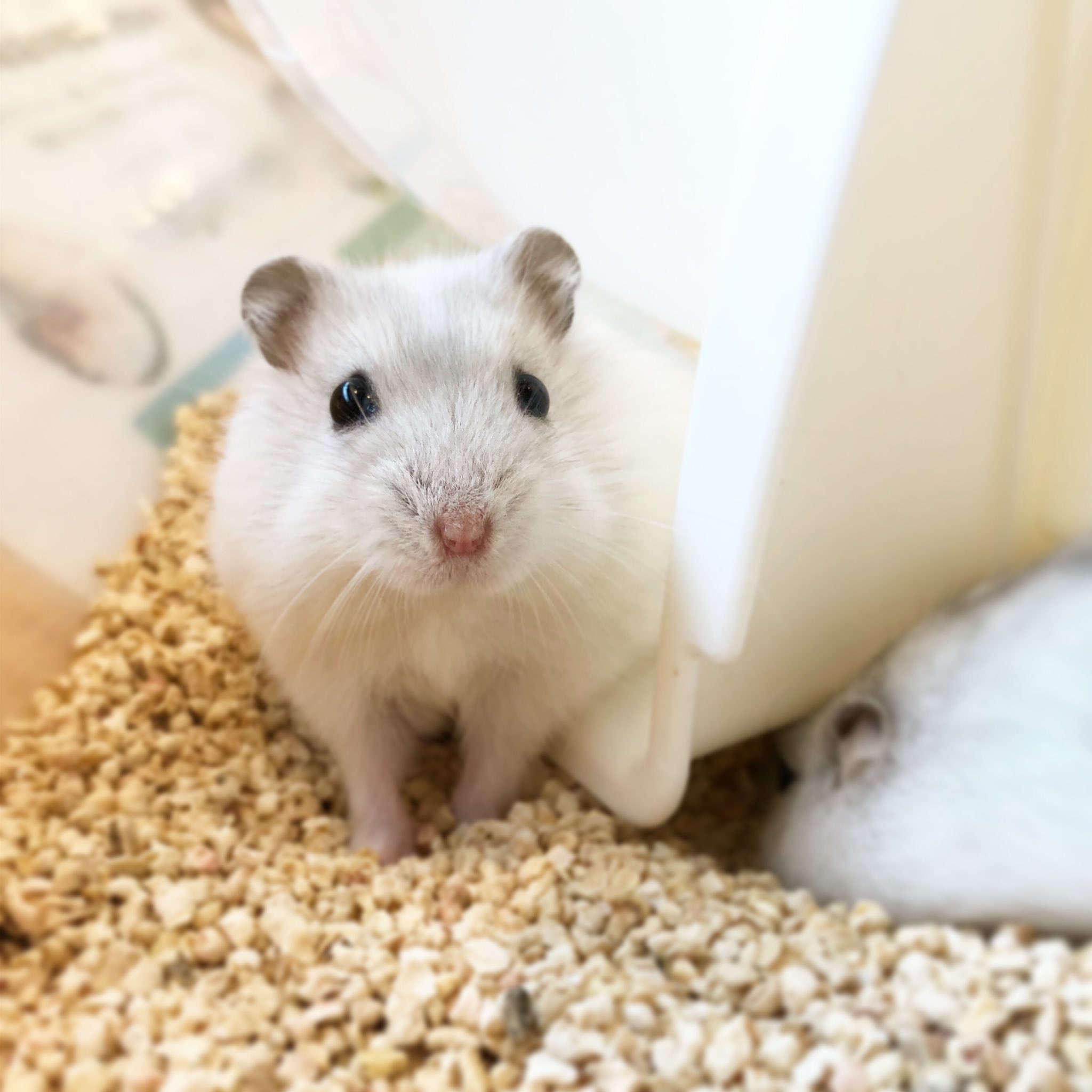 ハムスターカフェ Mogumogu なんとなく困り顔のハムちゃん 人気のパールホワイトの女の子がお迎え可能です 飼育に興味のある方は是非ご来店下さいね ハムスター ジャンガリアン ジャンガリアンハムスター ジャンガリアンパールホワイト ハムスター