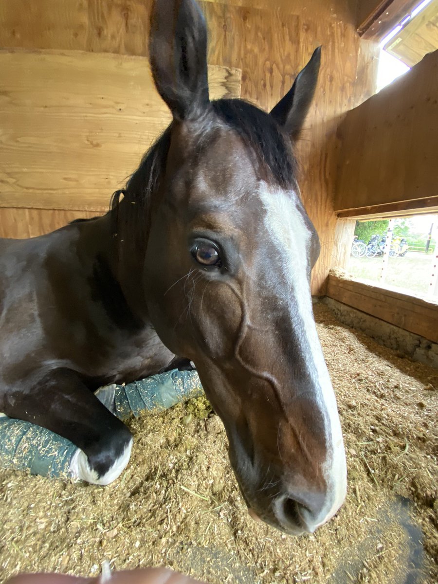 神戸大学馬術部 Shindaibajutsu Twitter