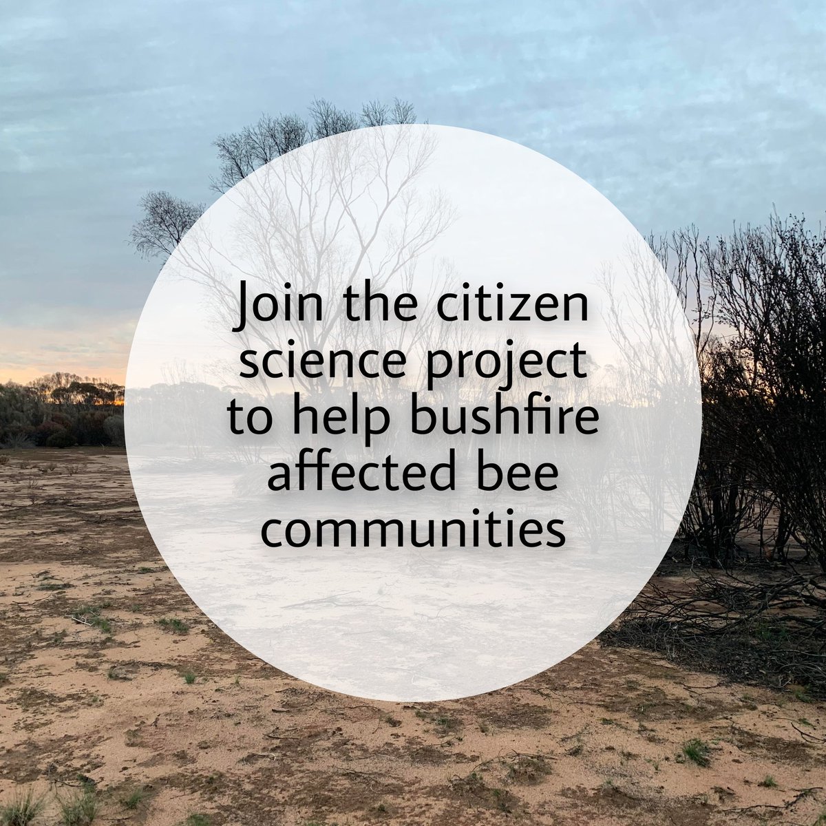 Do you live near an area affected by bushfires? We're looking for people to build, install & monitor bee hotels to help boost Australian native bee populations. Go to bit.ly/beehotelsignup for more information. #citizenscience #pollinators #savethebees #australianbushfires