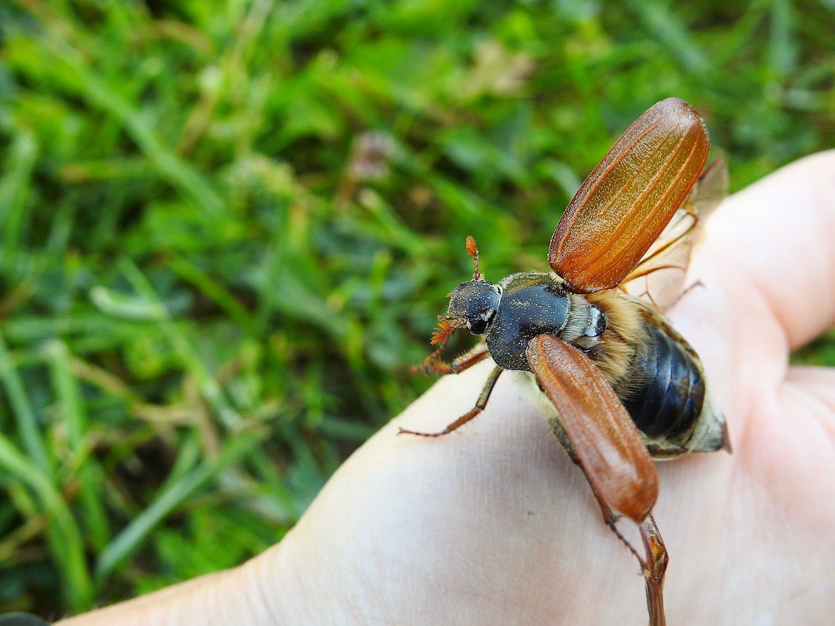 ThyBiology's tweet photo. Beetles differ from all other winged insects by having the first pair of wings hardened and thickened. These hard forewings are called elytra and they serve as a protective shield for the fragile flying wings, which are folded underneath.

#biology #beetle #beetles https://t.co/XEUNRhhXYf