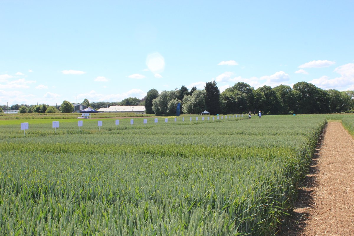 STC Ltd (@stc_ltd) on Twitter photo Beautiful weather for discussing Bayer's cereal trial plots at STC Cawood demo day this week! <a href="/Bayer4CropsUK/">Bayer Crop Science UK</a> Beautiful weather for discussing Bayer's cereal trial plots at STC Cawood demo day this week! <a href="/Bayer4CropsUK/">Bayer Crop Science UK</a>