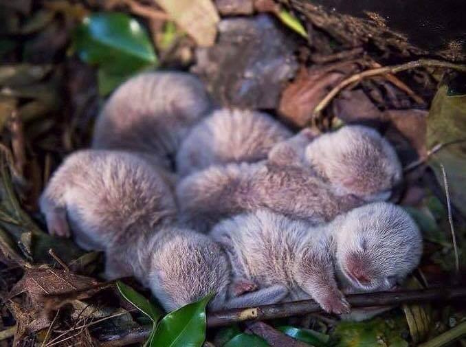 NatureZone04's tweet photo. A Romp of Baby Otters. https://t.co/MZlyK19Y9n