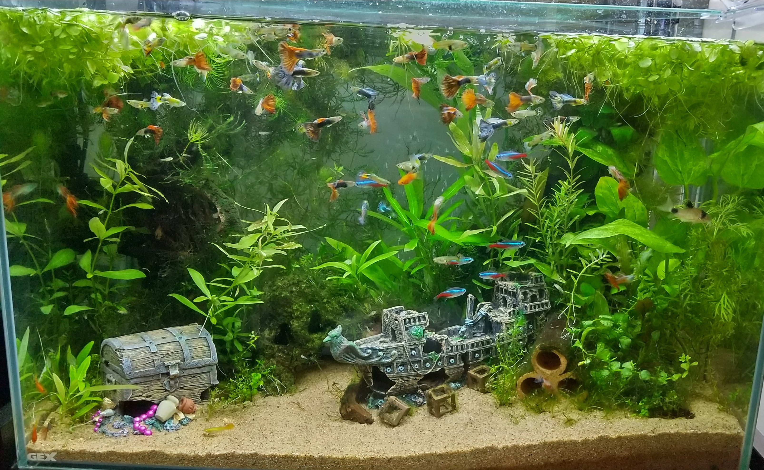Moti Aquarium 沈没船 宝箱 宝箱は 開くとお宝が見れます アクアリウム 装飾品 T Co Rhsewkglbk Twitter