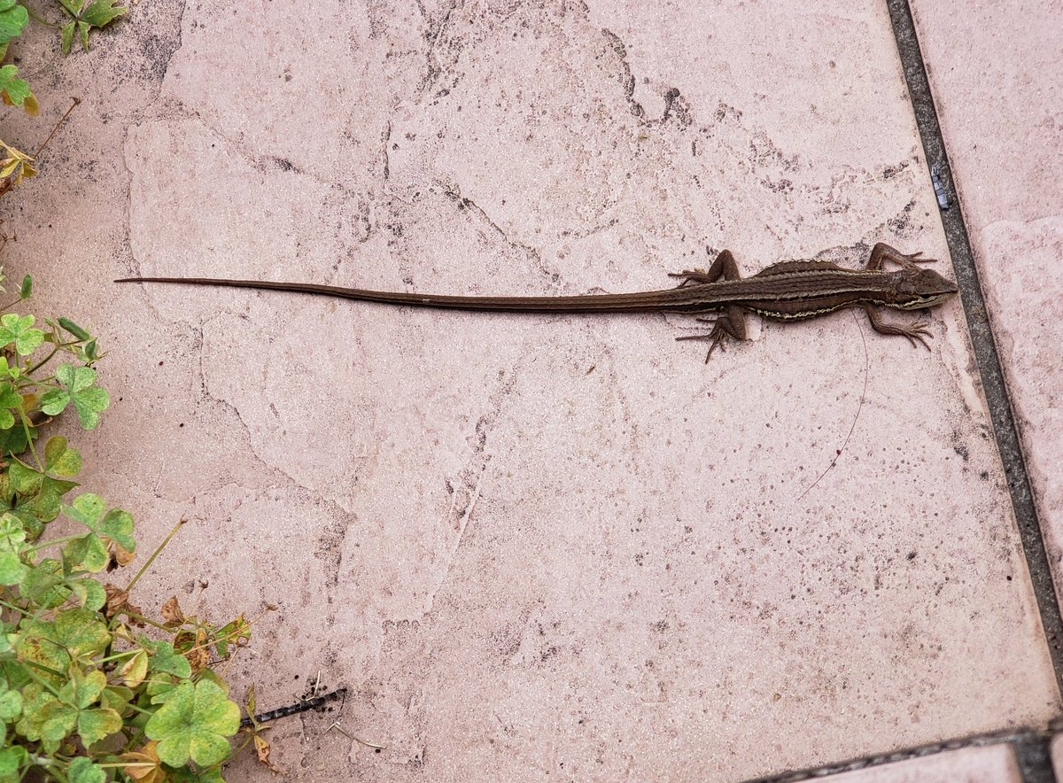 カマチョロ Twitter Search