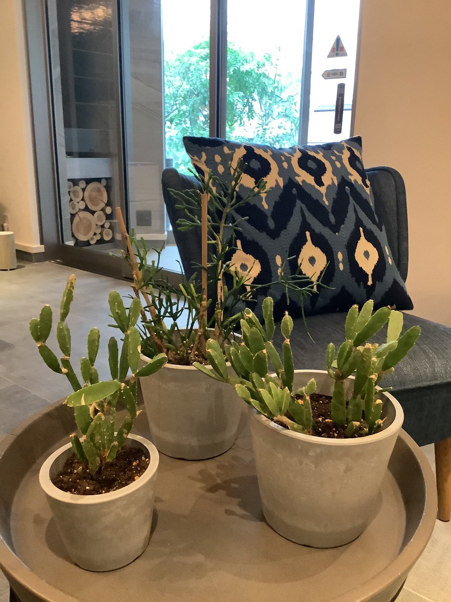 Nagi Kurashiki Hotel Lounge V Twitter Nagi Kurashikiは開館当初から観葉植物とともに歩んできました 毎日の水やりの度に愛着が湧いていきました 時には調子が優れずお別れする植物もいました しかし 多くが元気に成長を続け 開館してから無事一年を迎える