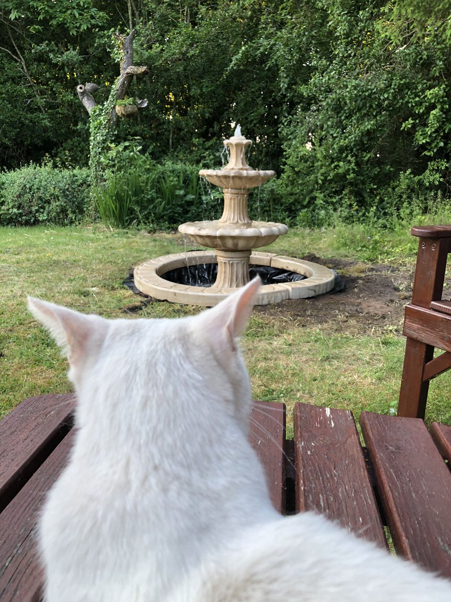 CatzRuleLife's tweet photo. I’m just checking out the new water feature. I wonder if there’s any 🐠 🐟 (Micky Bubbles) #catzrule #catlife #whitecat #CatsOfTwitter #funfriday https://t.co/jb2Ys7KXvx