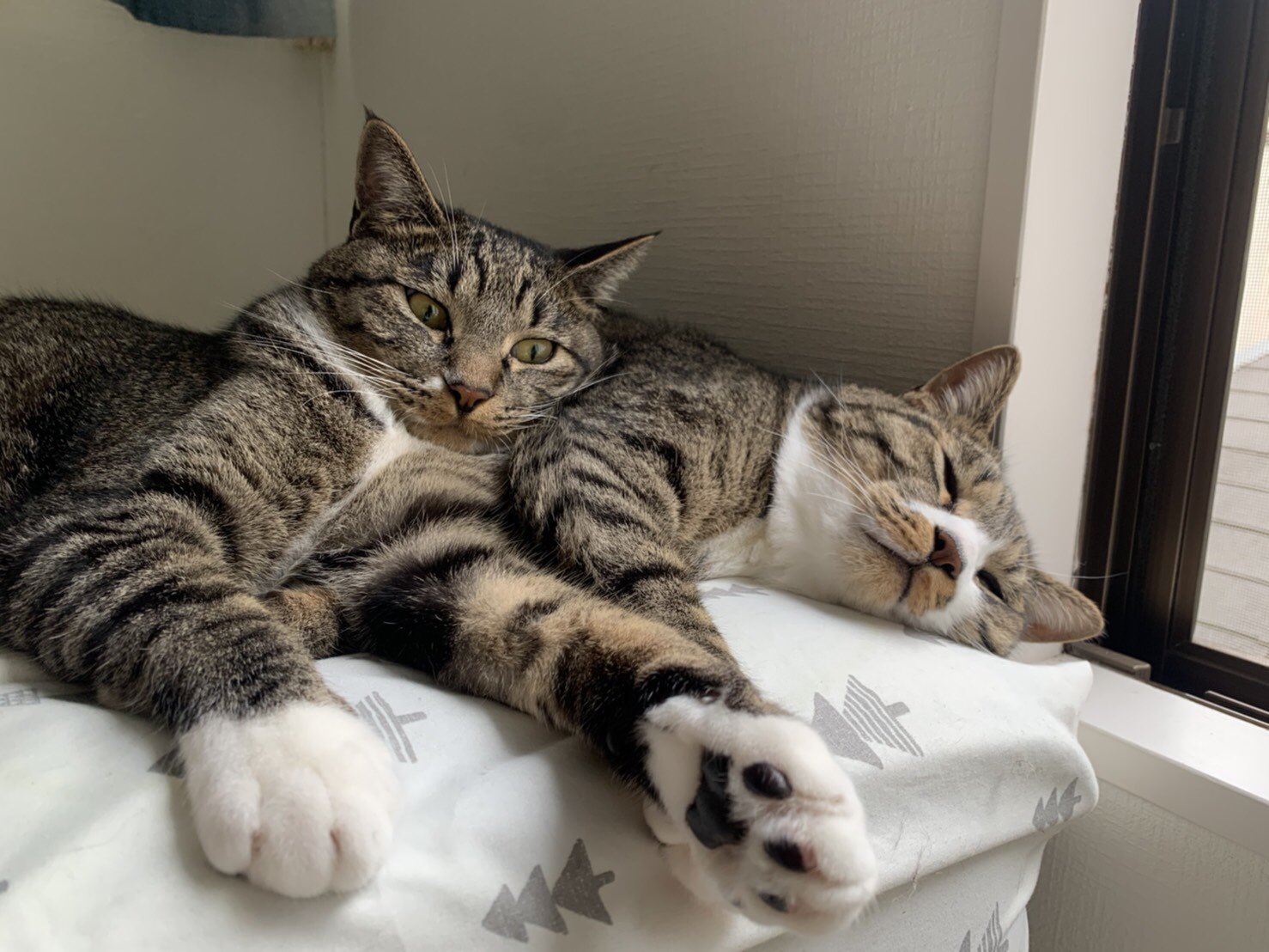 ねこまる様 2580102_n.jpg