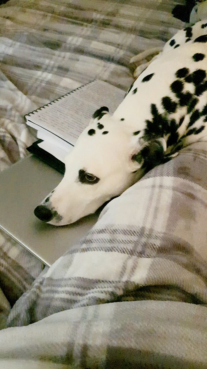 VIIDudditsVII's tweet photo. Somebody doesn't want me to work today 😩

#dalmatian #needy #computingske #teachertrainingjourney #computerscience https://t.co/Yu1DtMUbBZ
