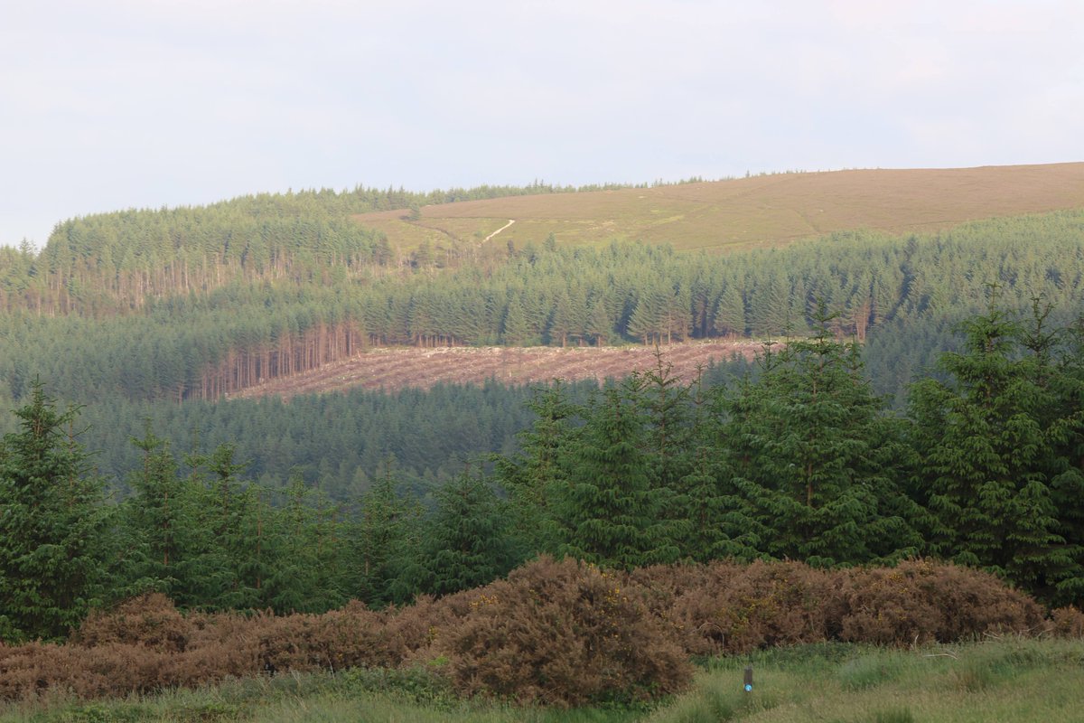 SavetheHellfire's tweet photo. @eliz4davidson @SavePoddle @cathmartingreen @pippa_hackett @noonan_malcolm View from the Hellfire Club at the moment! #Cruagh https://t.co/bCblIlyvVN