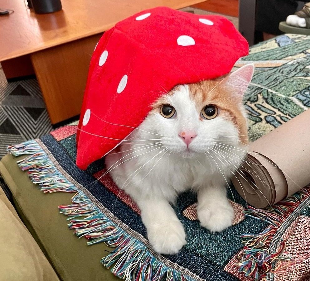 roth220's tweet photo. @Wellidfk13 @Lesbian_Reptile @angry_trigger @petfindernames He even wears funny hats <33 https://t.co/AaLQoA7aSW