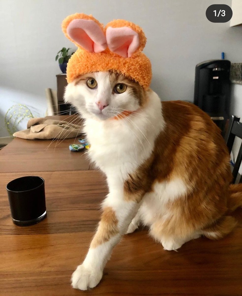 roth220's tweet photo. @Wellidfk13 @Lesbian_Reptile @angry_trigger @petfindernames He even wears funny hats <33 https://t.co/AaLQoA7aSW