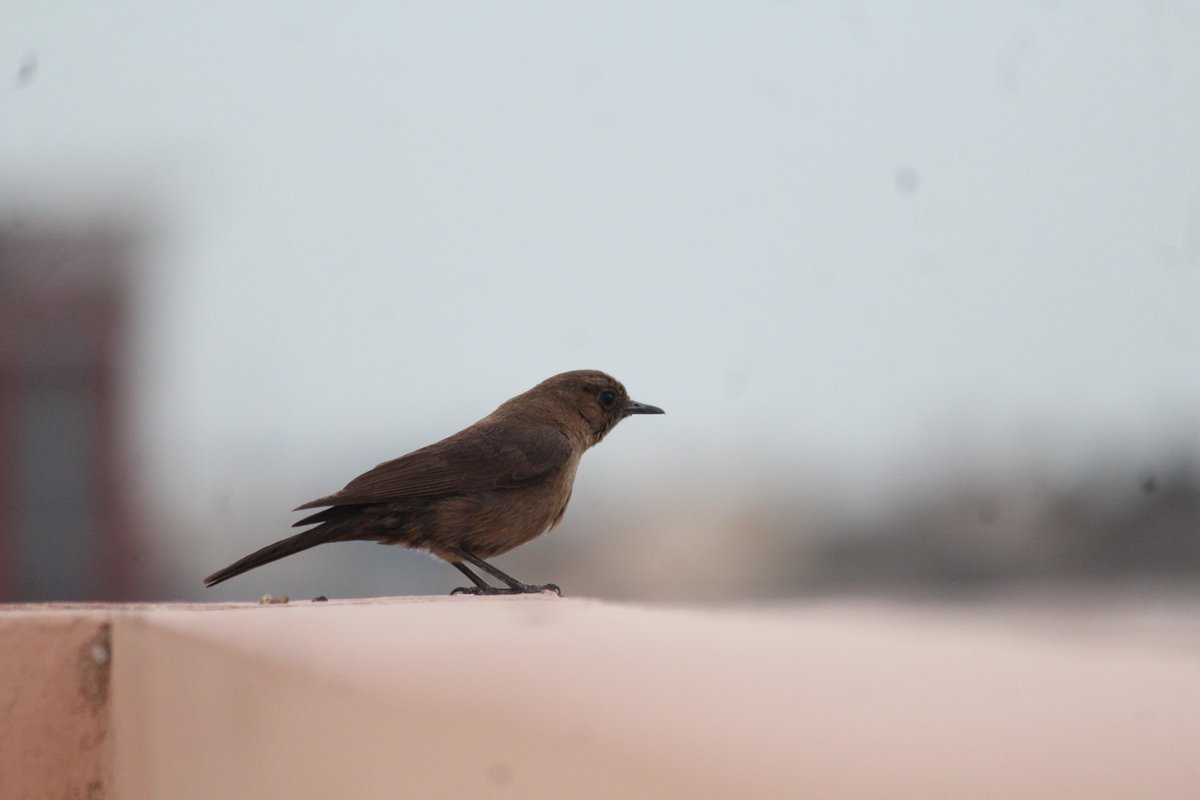 Hey twitter folks. Yesterday I got to shoot. 
Brown rock chat. I hope you like it and have a good day. 
#Brownrockchat
#BirdsSeenIn2021 #TwitterNatureCommunity #birdphotography #ThePhotoHour #birdwatching #BBCWildlifePOTD