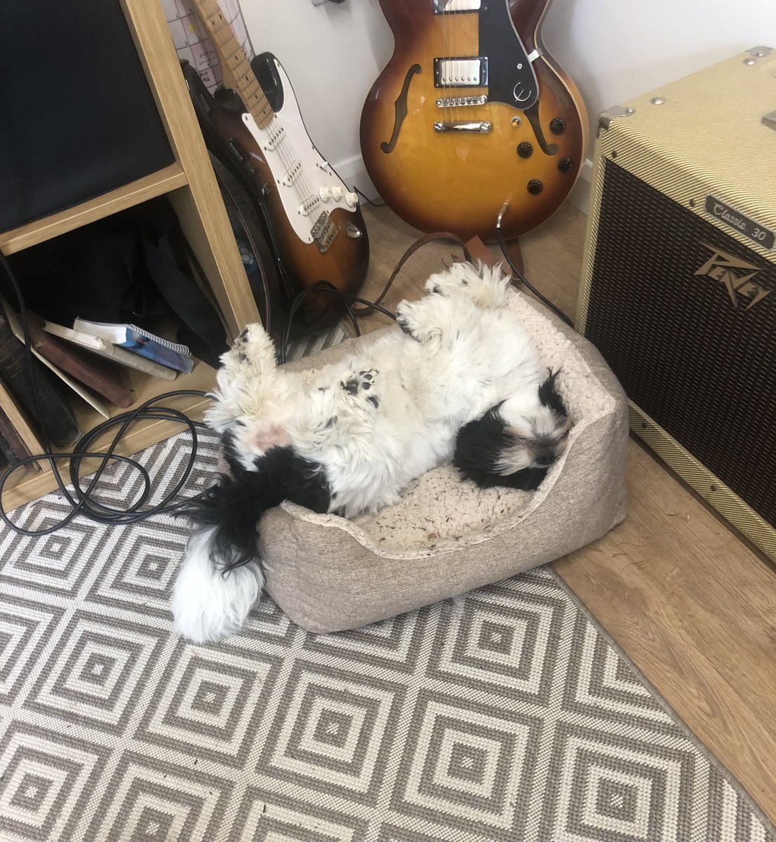 Knob! #dogsoftwitter #dog