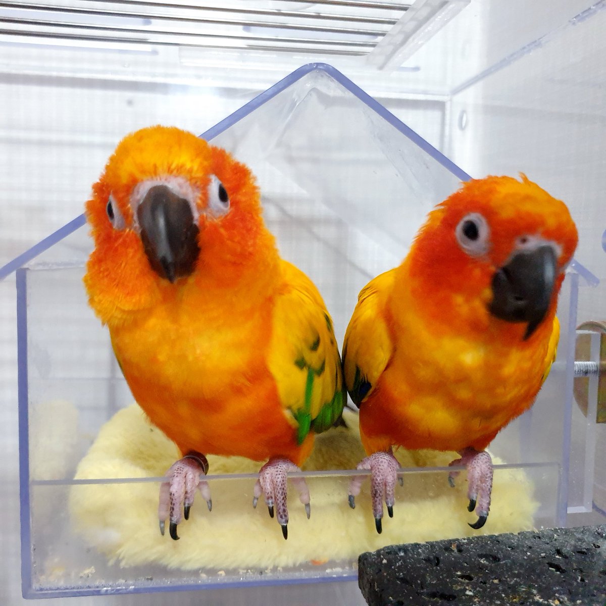 레루 닮은 다알리아 꽃! 
마당에서 (아빠가) 열심히 키우는 중☺