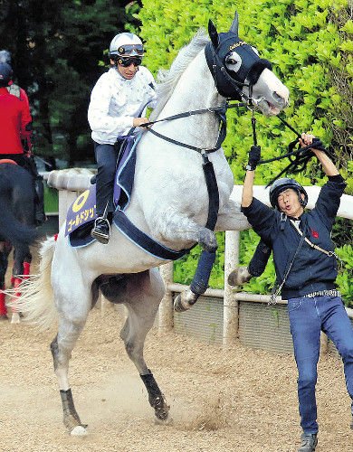 マサ やんのかこら選手権 ゴールドシップ トーセンジョーダン 左がゴールドシップ 右がトーセンジョーダン 2頭は本当に仲が悪く トーセンを見つけた ゴルシが蹴りに行こう とする話は有名 T Co Nkm6kzuuz2 Twitter