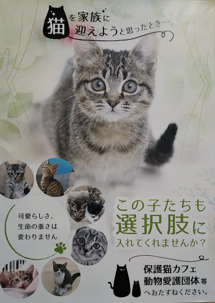 函館保健所収容の犬猫たち しっぽレポート
